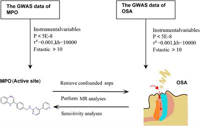 Causal relationship between levels of myeloperoxidase and obstructive sleep apnea: a bidirectional two-sample Mendelian randomization study